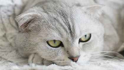 开云官方网站：以信任与创新点亮你的购物旅程